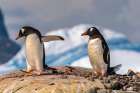 Antarctica, Petermann Island. Gentoo penguins at nest. Art Print